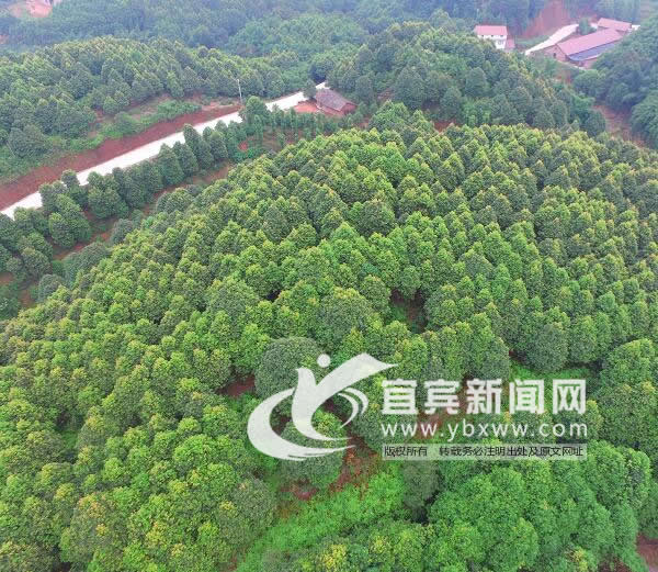 <p><p><p><p>“全国最大油樟基地”名副其实。(宜宾县林业局供图)</p></p></p></p>